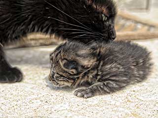 Pet Hair Removal | Calabasas Carpet Cleaning Pet Hair Removal | Calabasas Carpet Cleaning